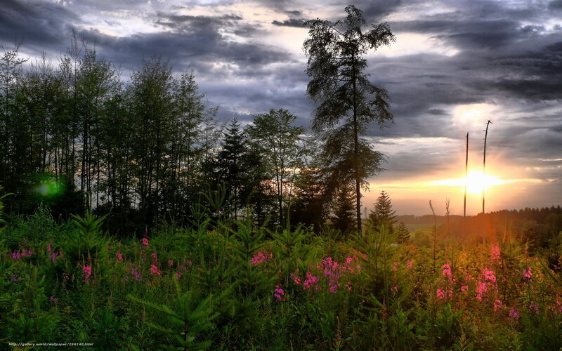 Forest at Sunset — Green