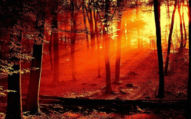 Forest at Sunset — Ground