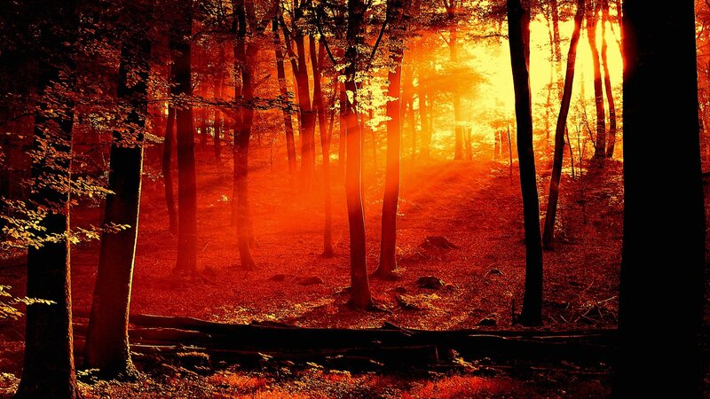 Forest at Sunset — Leaves