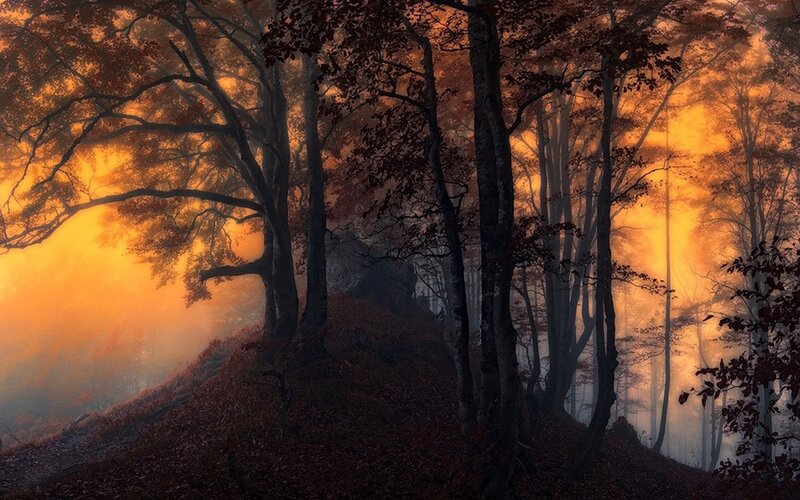 Forest at Sunset — Orange, Dramatic, Photograph, Trees, Fog