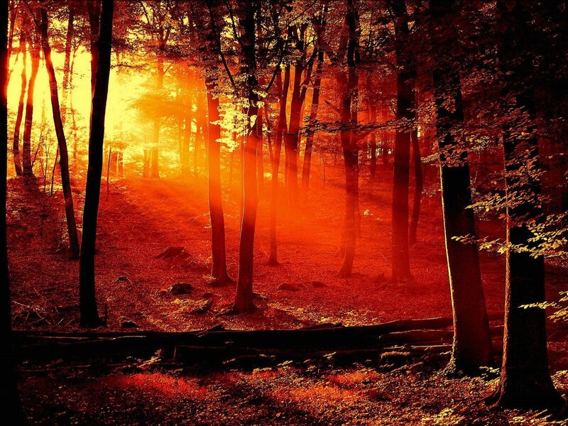 Forest at Sunset — Orange, Dramatic, Photograph, Trees, Sunlight, Fallen Leaves, Red, Black