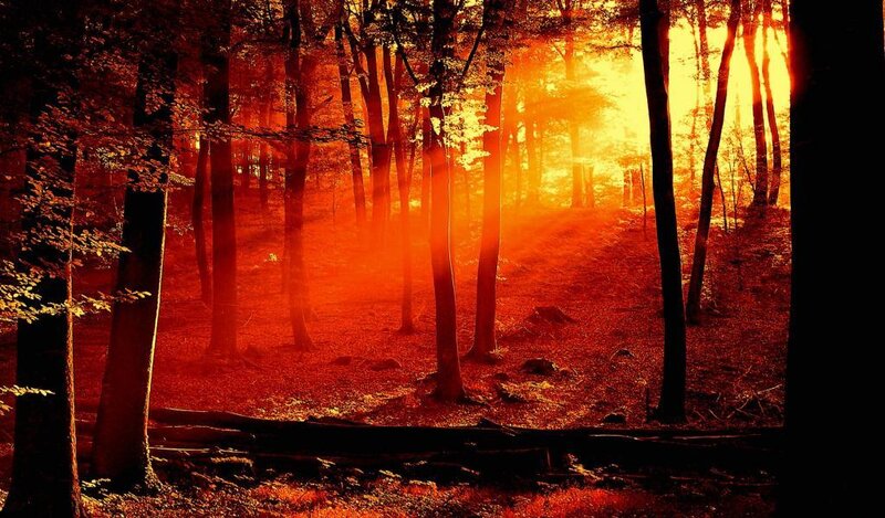 Forest at Sunset — Orange, Dramatic, Photograph, Trees, Sunlight, Fog