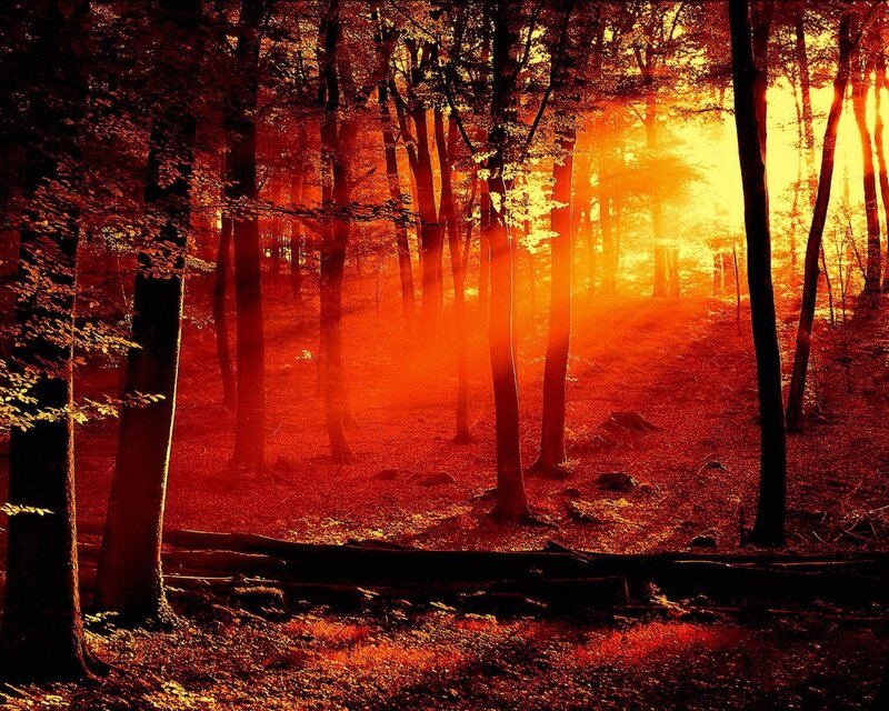 Forest at Sunset — Orange, Dramatic, Photograph, Trees, Sunlight, Foliage