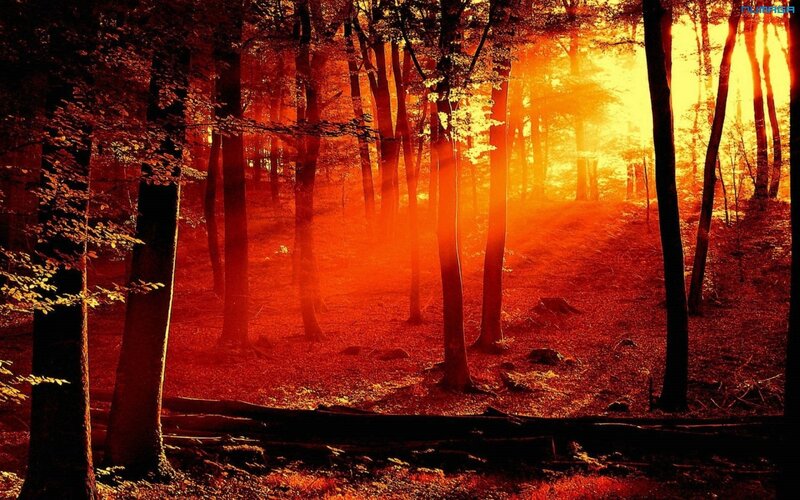 Forest at Sunset — Orange, Dramatic, Photograph, Trees, Sunlight, Ground, Red, Yellow