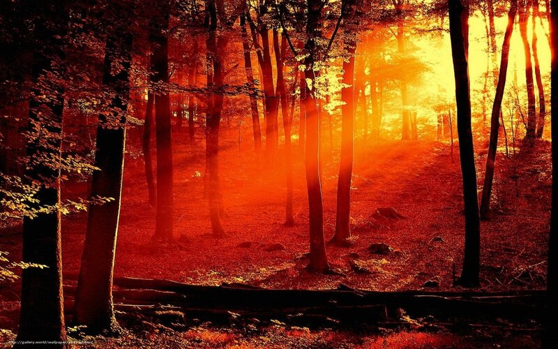 Forest at Sunset — Orange, Dramatic, Photograph, Trees, Sunlight, Ground