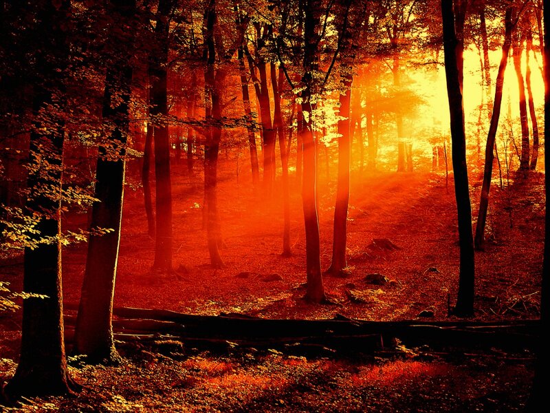 Forest at Sunset — Orange, Dramatic, Photograph, Trees