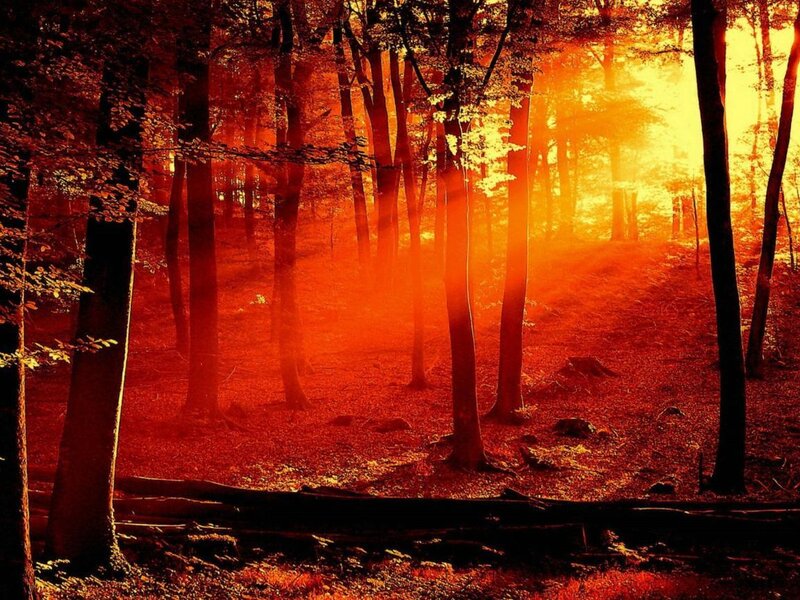 Forest at Sunset — Orange, Dramatic