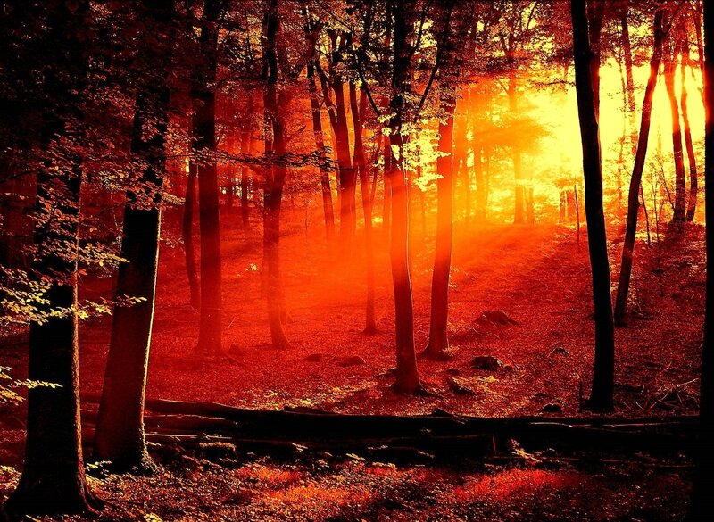Forest at Sunset — Orange, Photograph