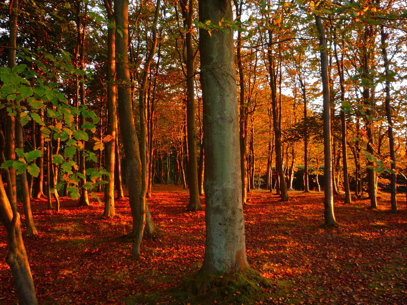 Forest at Sunset — Orange, Serene, Photograph