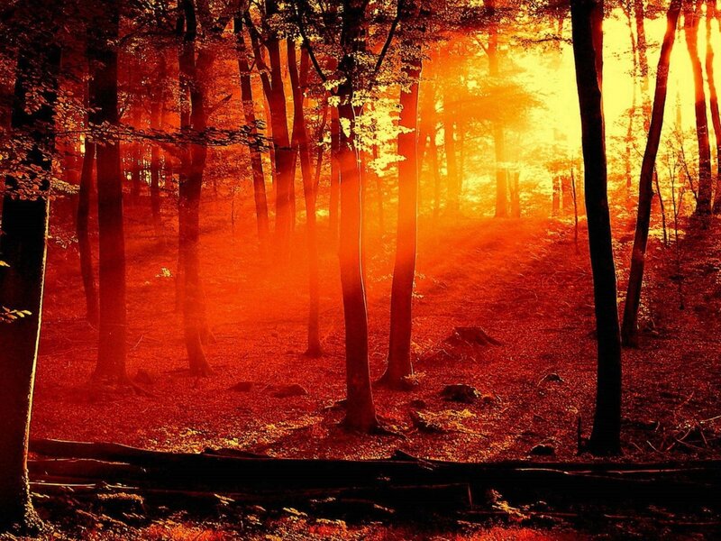 Forest at Sunset — Orange