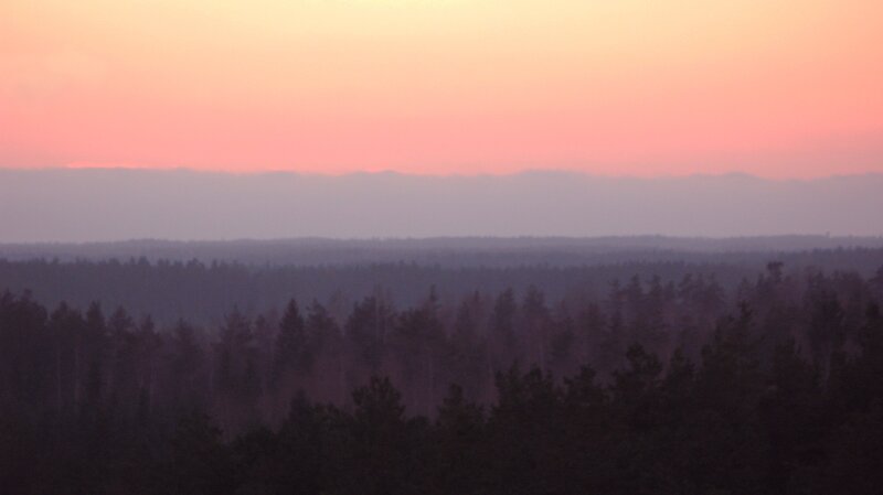 Forest at Sunset — Pink