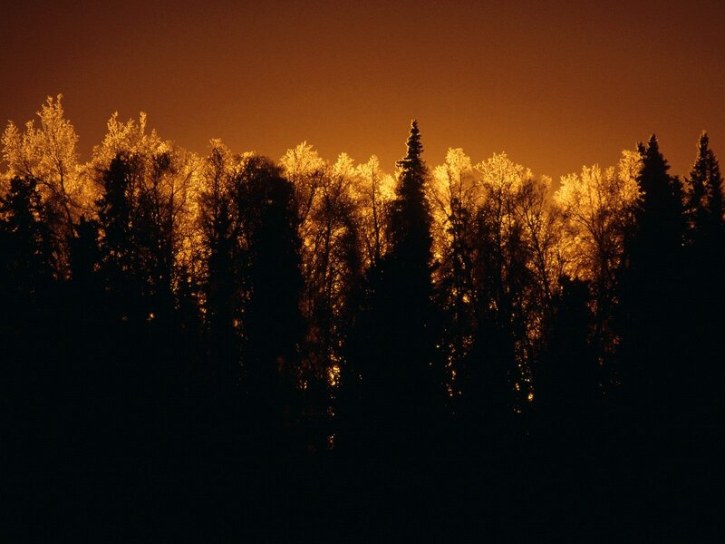 forest at sunset