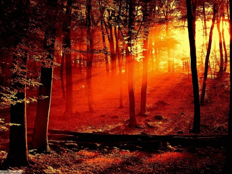 Forest at Sunset — Trees