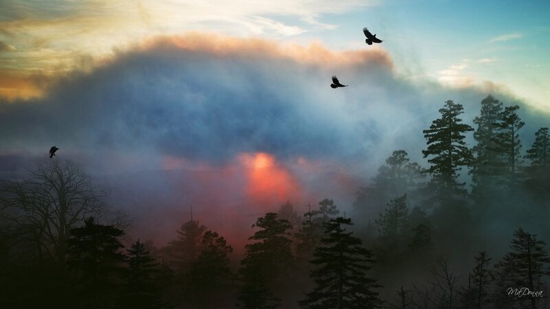 Forest at sunset with birds