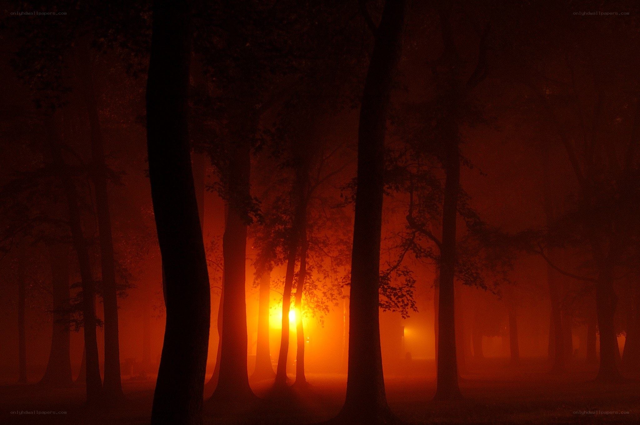 Forest at sunset with fog