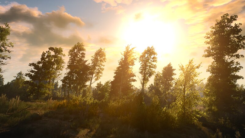 Forest at Sunset — Yellow