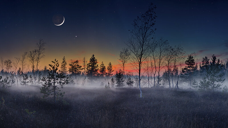 Forest at Twilight