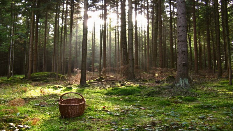 Forest basket in sunlight