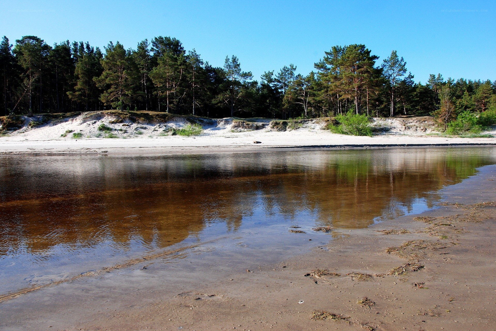 Forest beach with calm water
