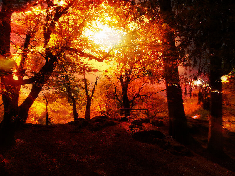 Forest Bench at Sunset