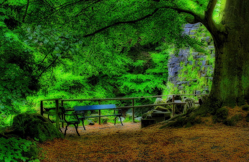 Forest bench by stone wall