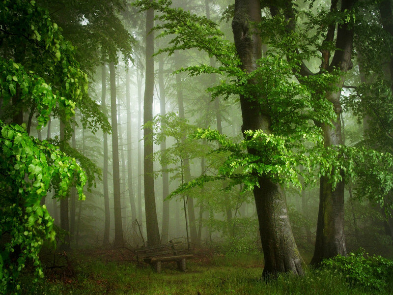 Forest Bench in Mist