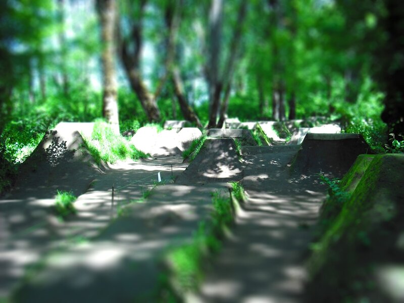 Forest bike trail path