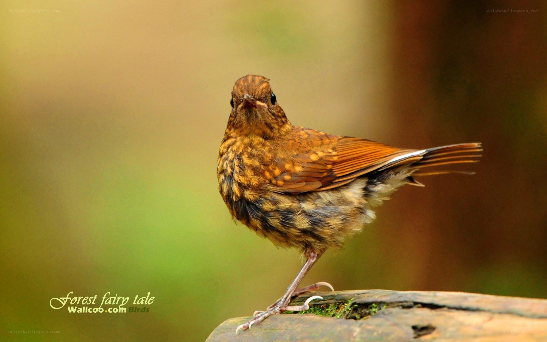 Forest bird on a log