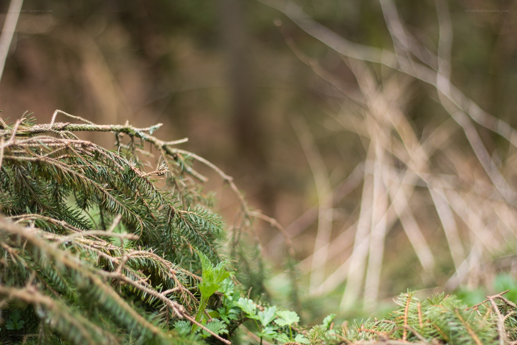 Forest branches in the wild