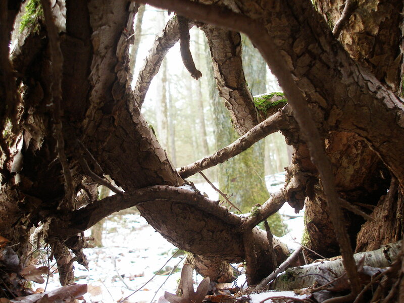 Forest branches in winter