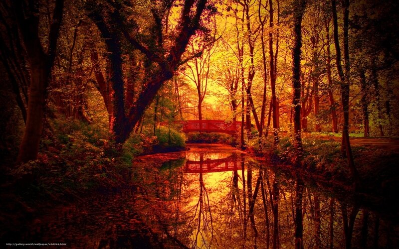 Forest bridge at sunset