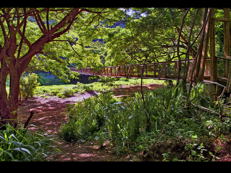 Forest bridge in lush greenery