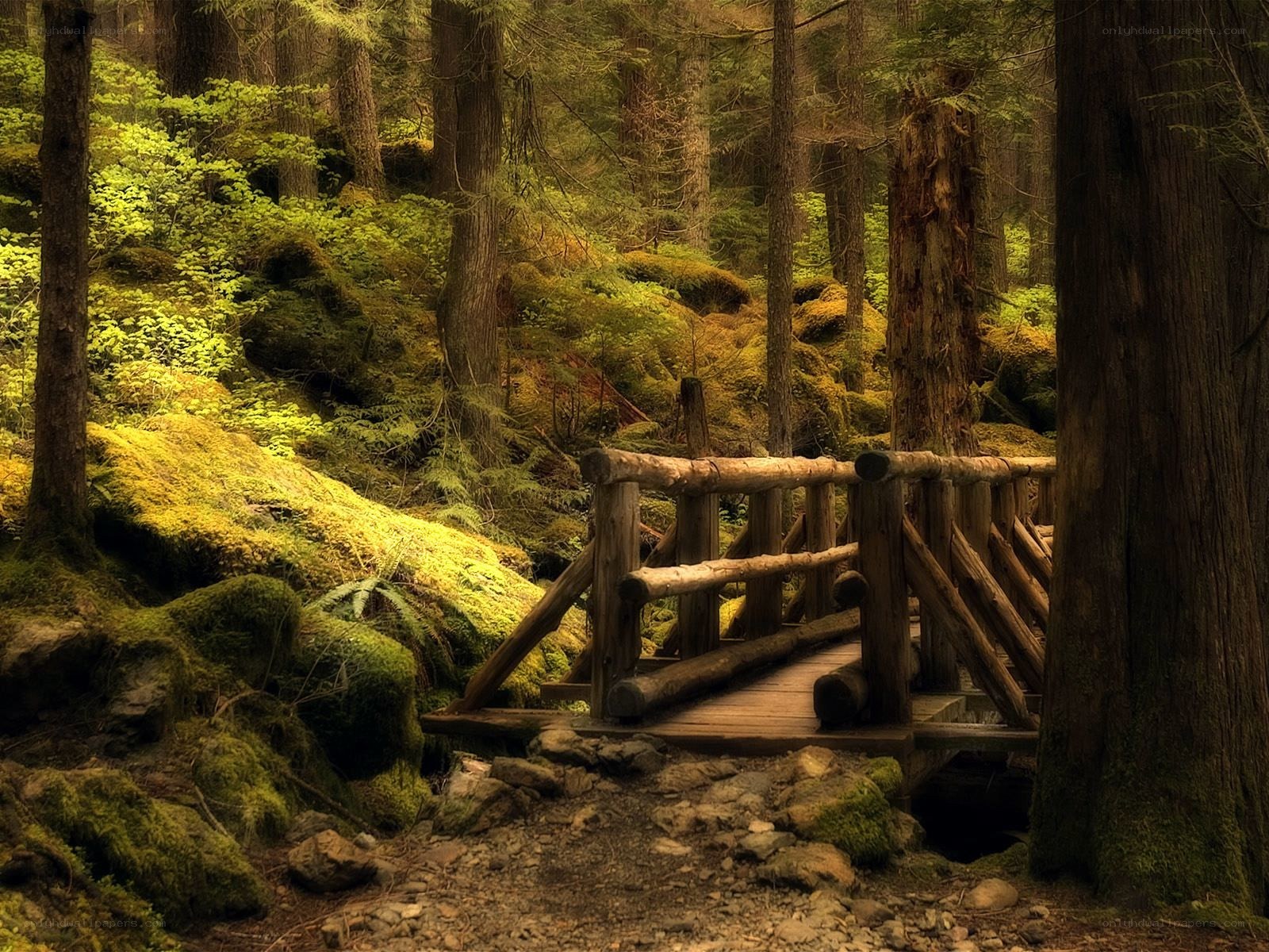 Forest bridge in mossy woods