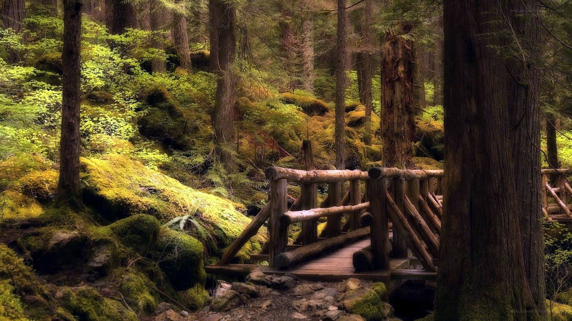 Forest bridge in mossy woods
