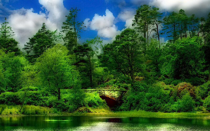 Forest bridge over a river
