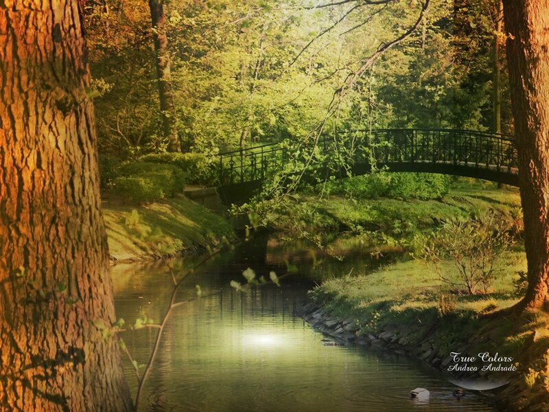 Forest bridge over a stream