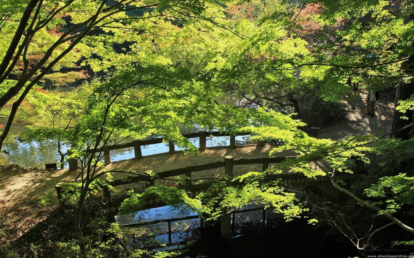 Forest bridge over a stream