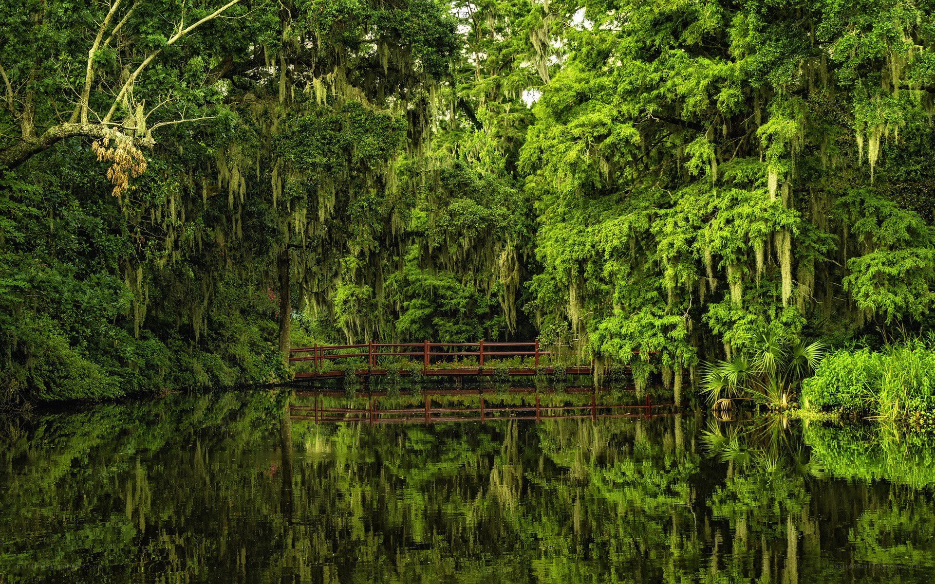 Forest bridge over calm water