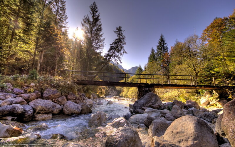 Forest bridge over river
