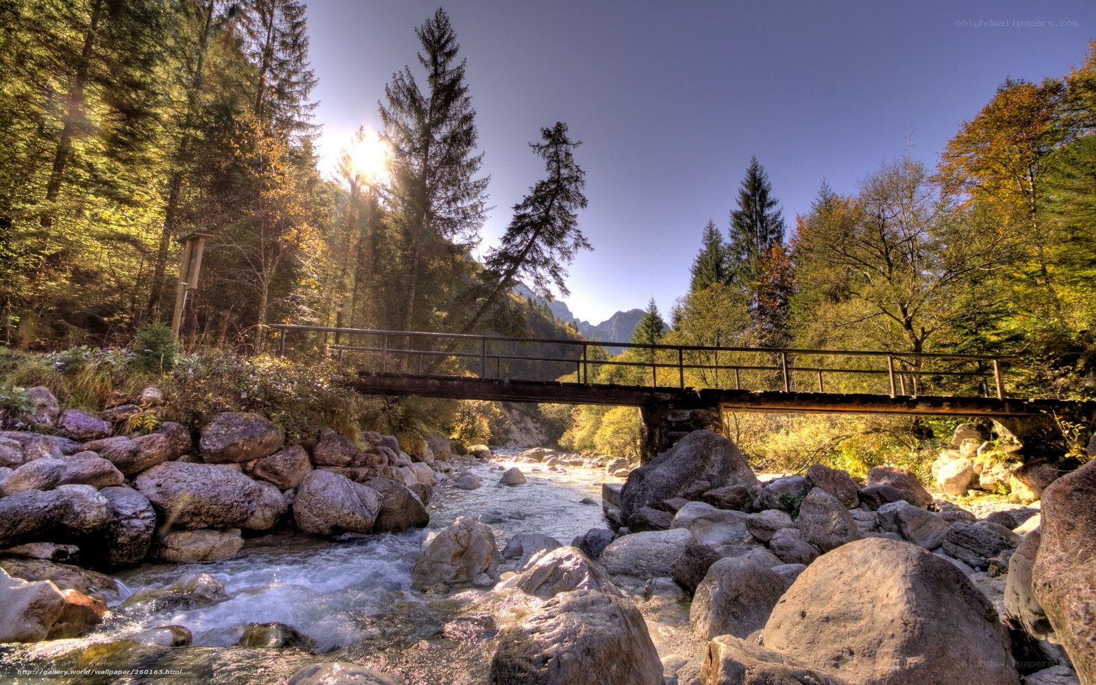 Forest bridge over river
