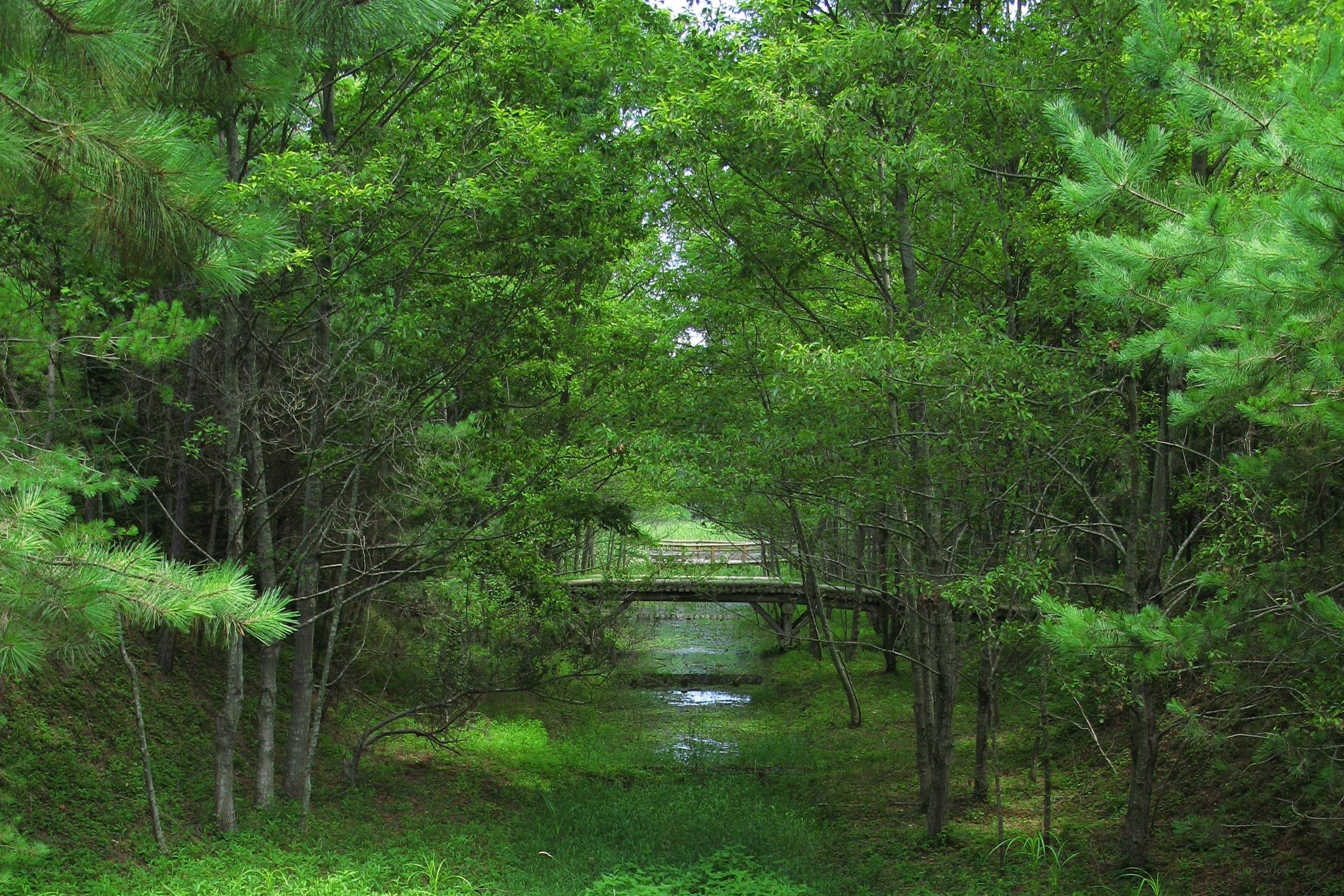 Forest bridge over stream