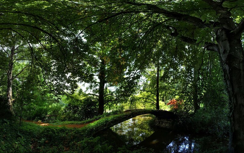 Forest bridge over stream