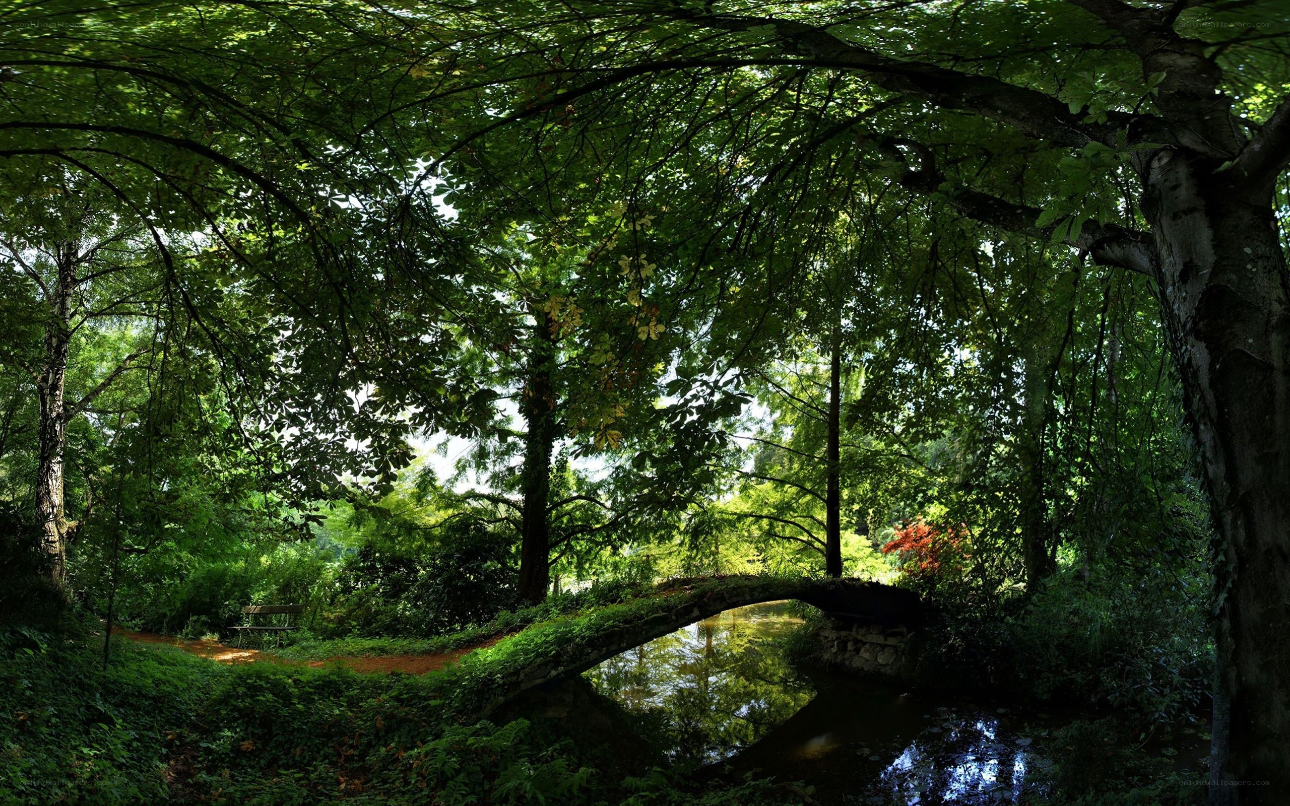 Forest bridge over stream
