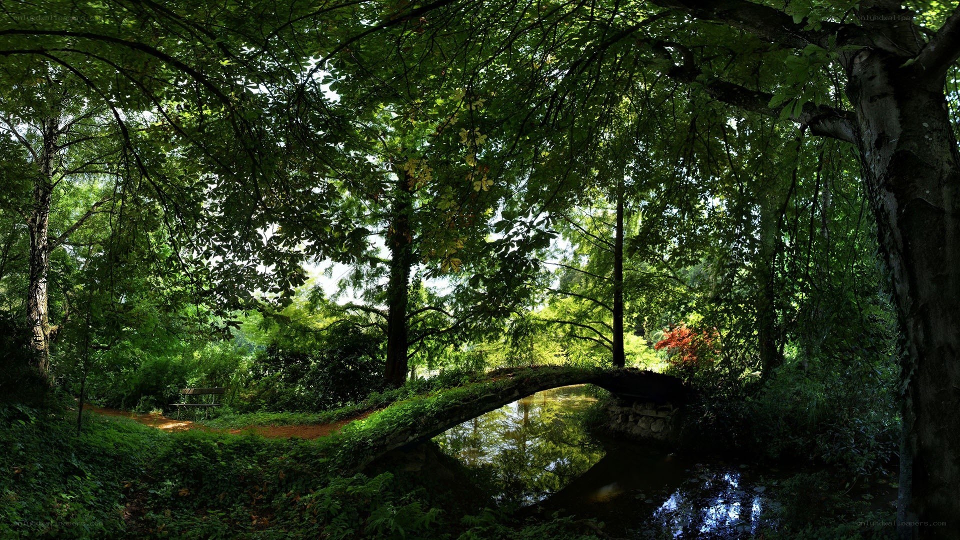 Forest bridge over stream