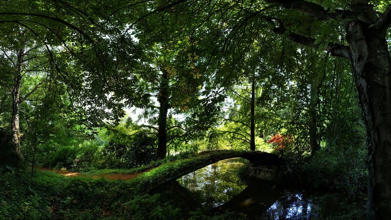 Forest bridge over stream