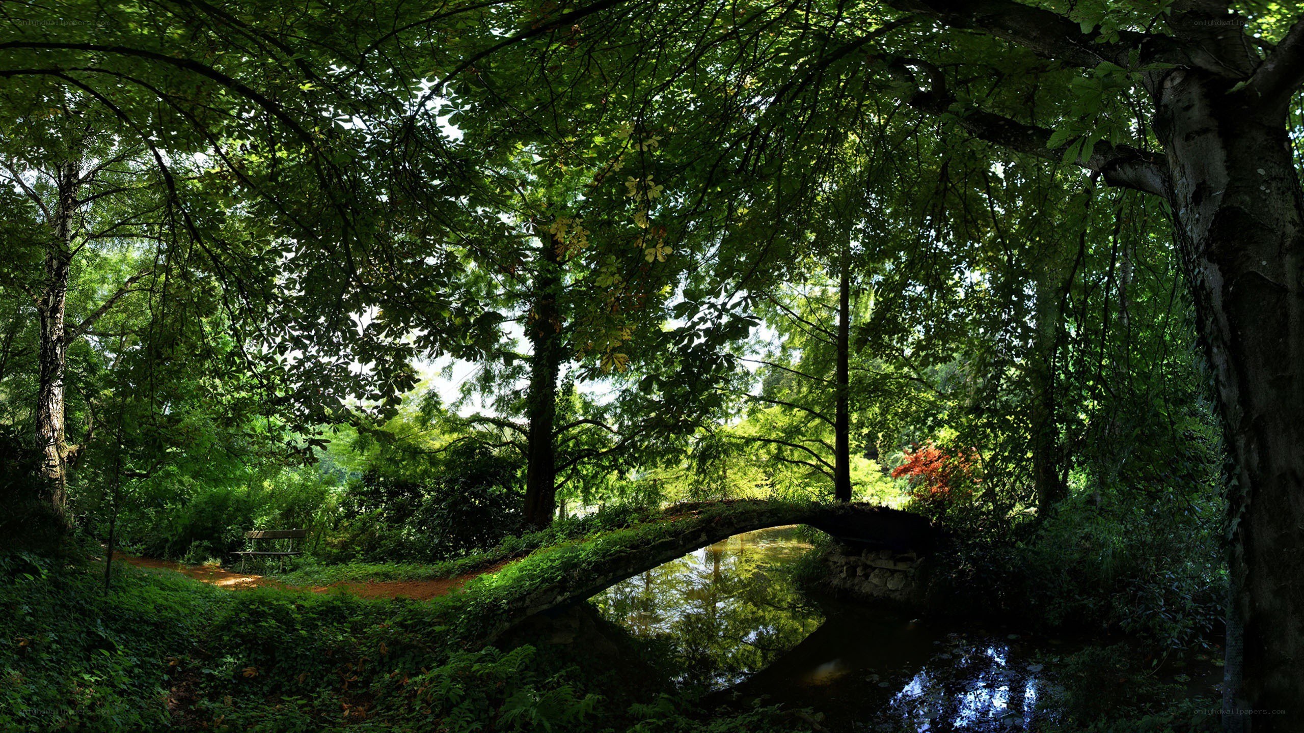 Forest bridge over stream