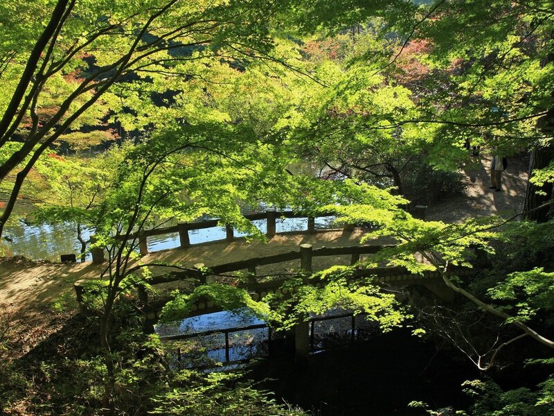 Forest bridge with autumn foliage