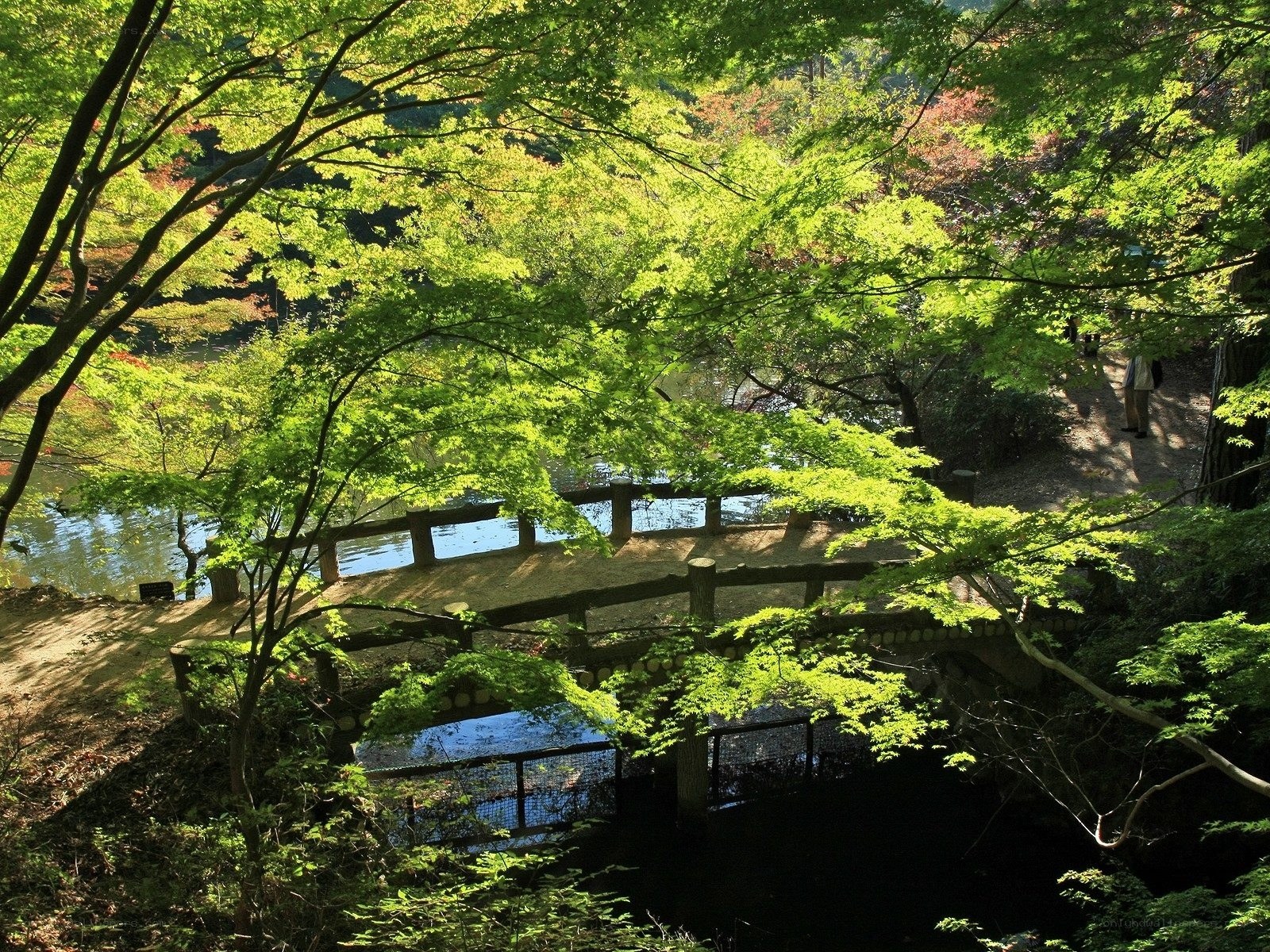 Forest bridge with autumn foliage