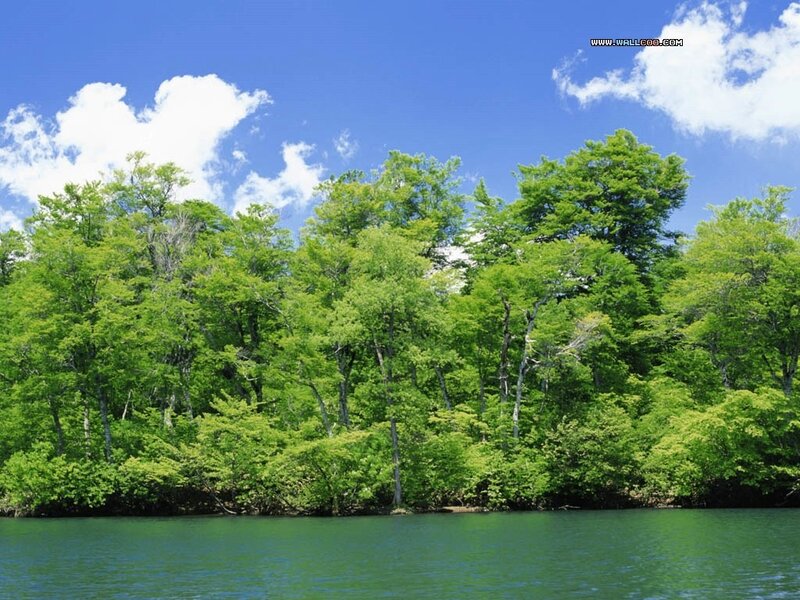 Forest by a lake