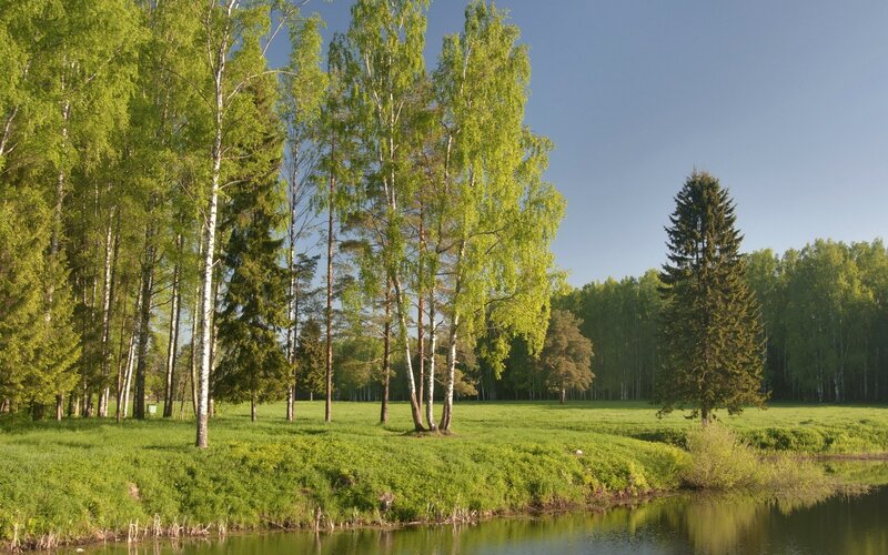 Forest by a pond on a sunny day
